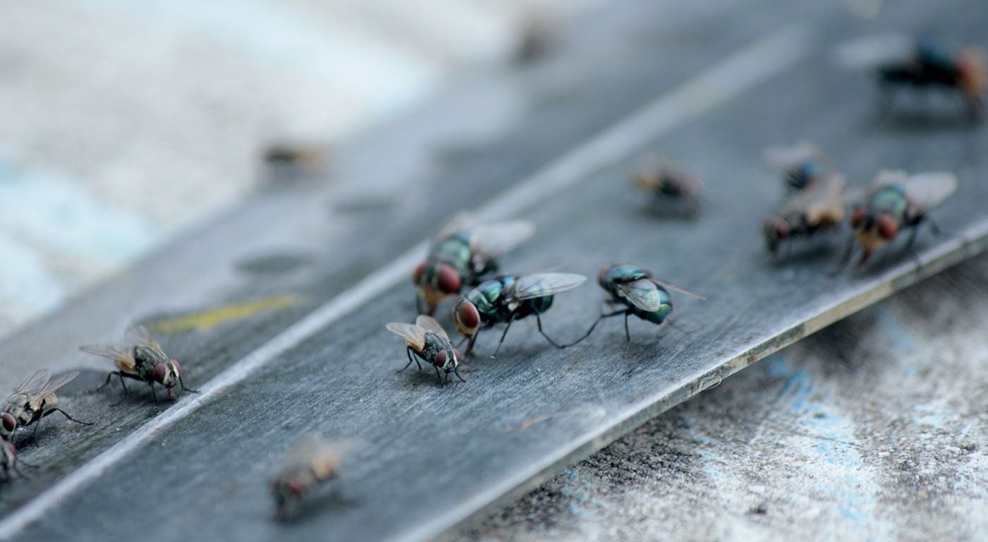 Fly Control